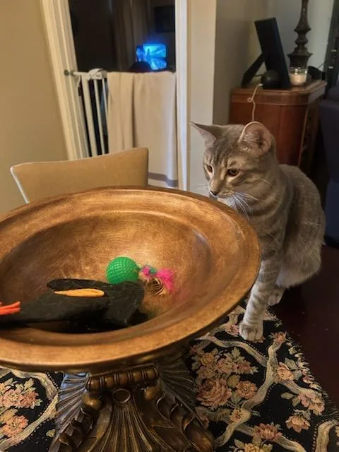 Clair De Lune thumbnail 2