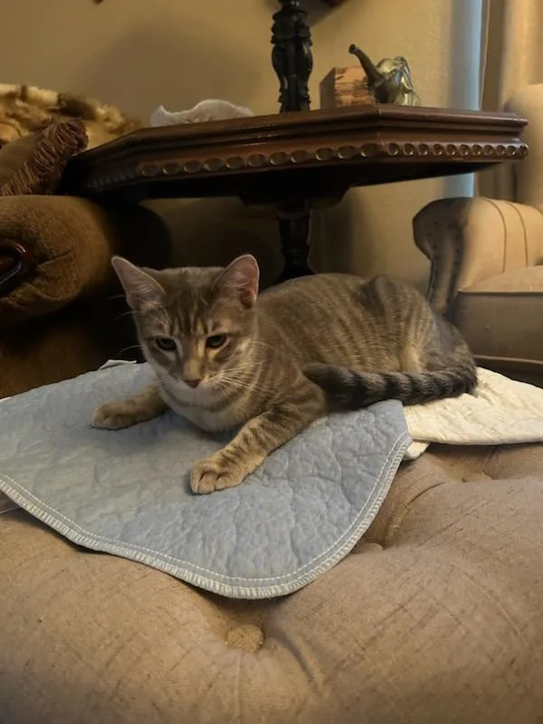 Clair De Lune thumbnail 4