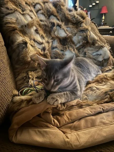 Clair De Lune thumbnail 5