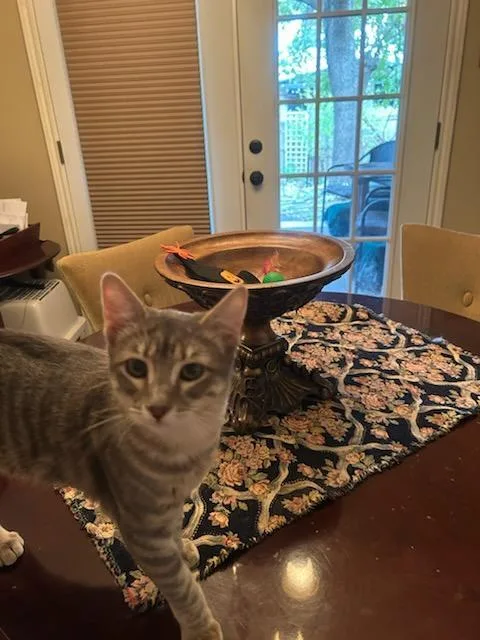 Clair De Lune thumbnail 6