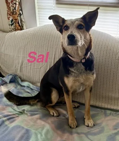 An adult medium-sized female Australian Cattle Dog / Blue Heeler dog named Sal for adoption in Madison, NJ