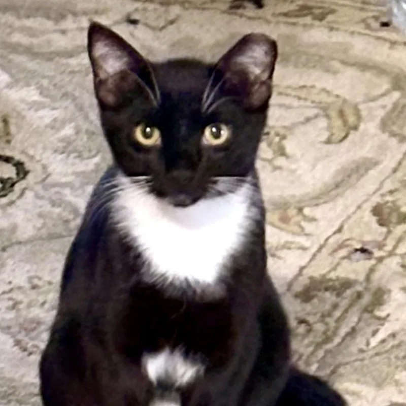 A baby medium-sized male Black & White / Tuxedo Domestic Short Hair cat named Farsi for adoption in Beaufort, SC