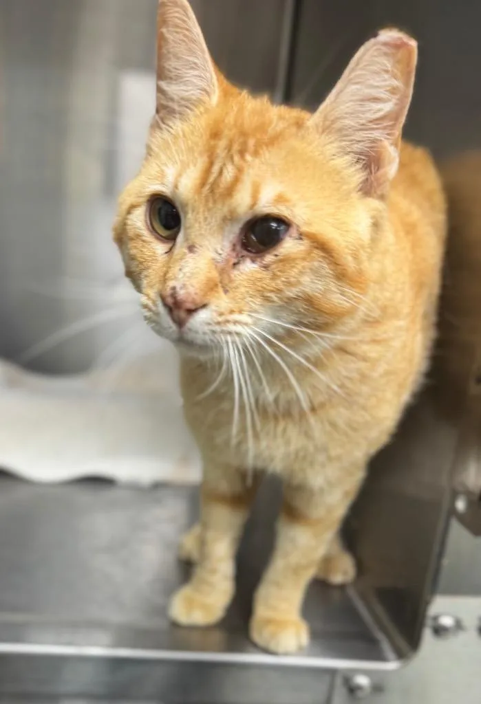 A young medium-sized male Domestic Short Hair cat named Mr. Meowgi for adoption in Danielsville, GA
