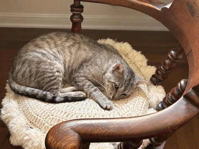 An adult medium-sized male Gray / Blue / Silver Tabby cat named Odysseus for adoption in Los Angeles, CA