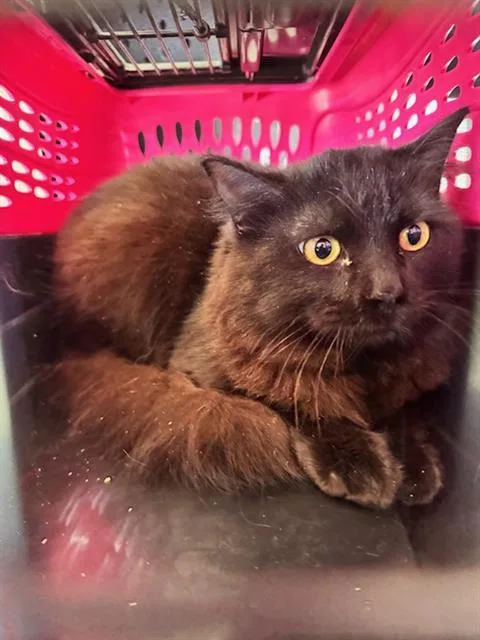 A young small-sized male Domestic Medium Hair cat named Moreno for adoption in Camarillo, CA