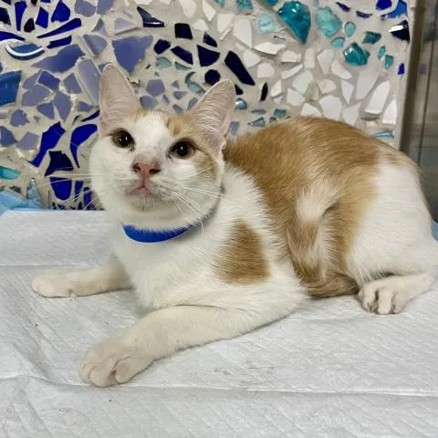 An adult medium-sized male Domestic Short Hair cat named Pancakes for adoption in Pensacola, FL