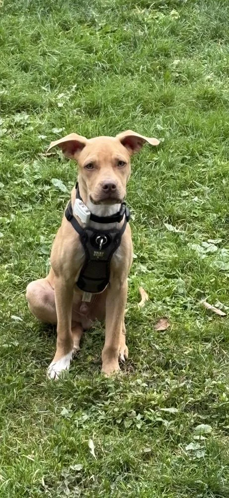 A baby medium-sized male Pit Bull Terrier dog named Leo for adoption in Irwin, PA