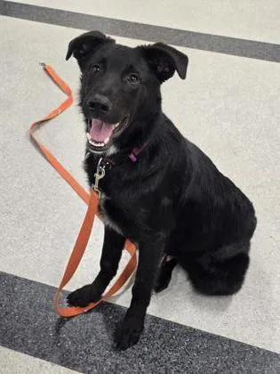 A young large-sized male Labrador Retriever dog named Basil for adoption in Roseville, CA