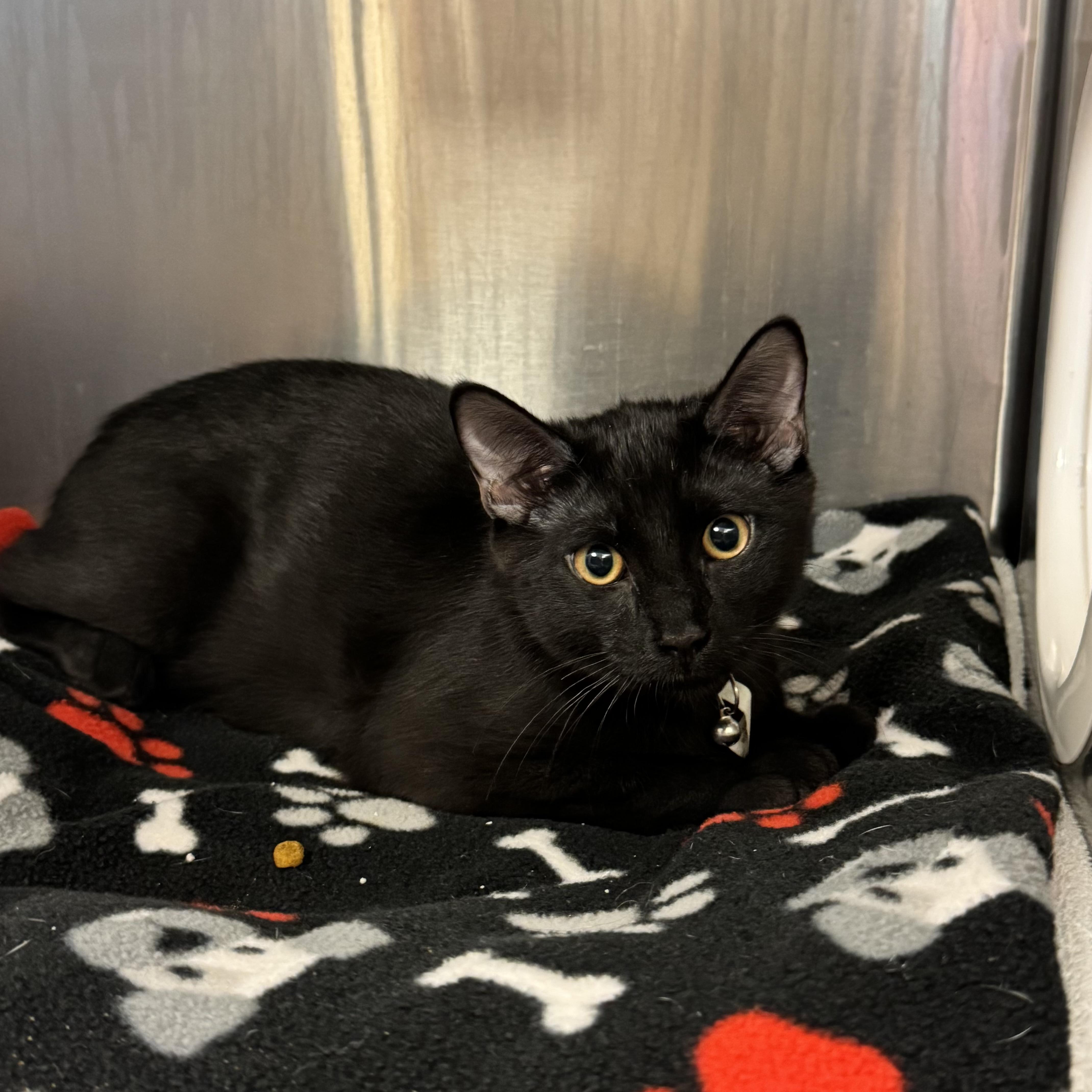 A young medium-sized male Black Domestic Short Hair cat named Qdoba for adoption in Reisterstown, MD
