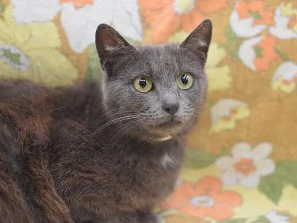 An adult small-sized female Domestic Short Hair cat named Jantzen Beach for adoption in Portland, OR
