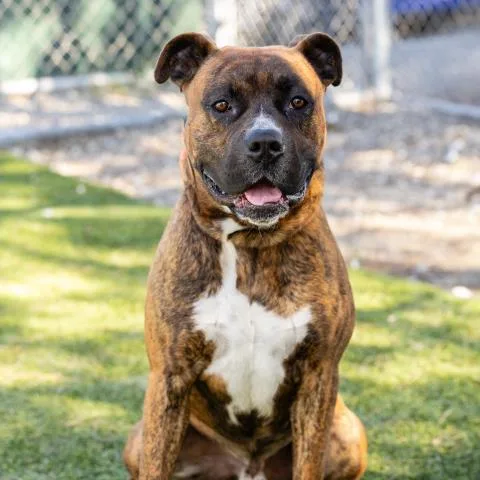 An adult large-sized male Boxer dog named Elton for adoption in Camarillo, CA