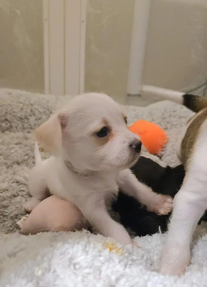 A baby small-sized female Terrier dog named Indica for adoption in Pacifica, CA