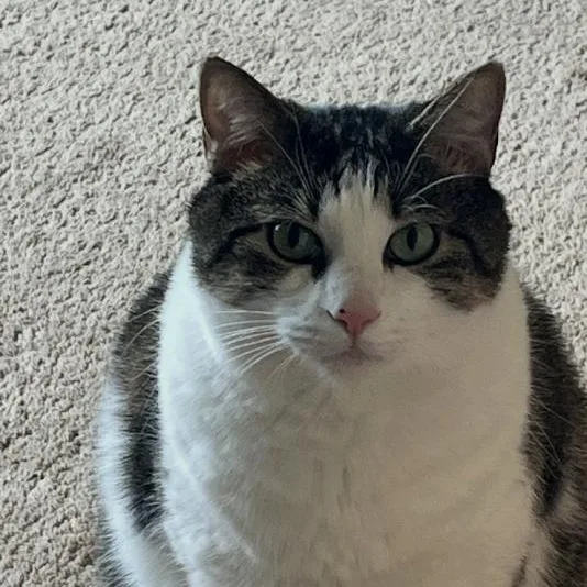An adult large-sized male Tabby (Brown / Chocolate) Domestic Short Hair cat named Rocky for adoption in Queenstown, MD