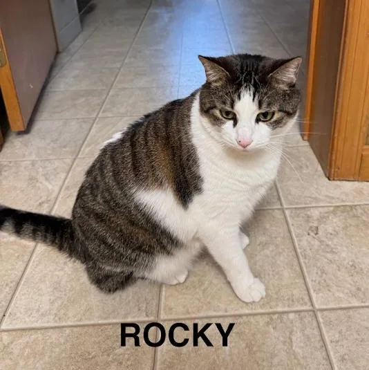 Rocky thumbnail 2