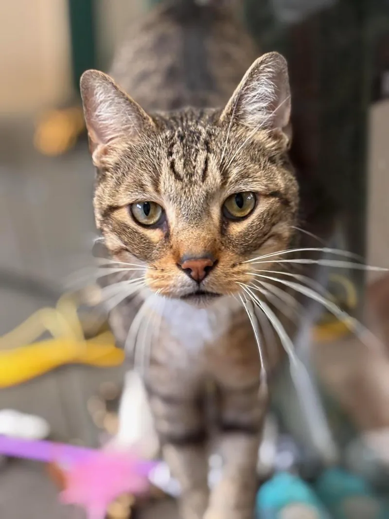 An adult medium-sized male Tabby (Brown / Chocolate) Domestic Short Hair cat named Randy for adoption in Batavia, NY