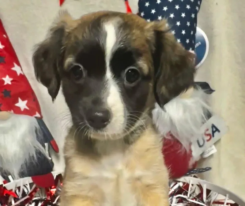 A baby small-sized female Chihuahua dog named Blossom for adoption in Groton, CT
