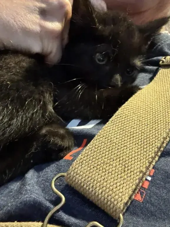 A baby small-sized female Black Domestic Short Hair cat named Krissy for adoption in Grand Rapids, MI