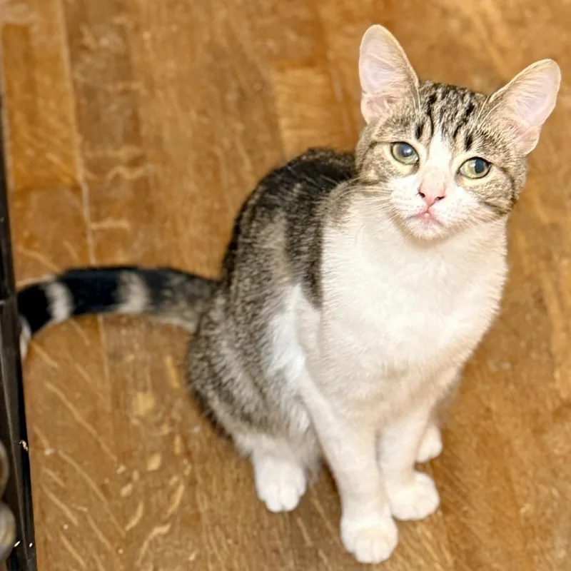 A young small-sized female Gray / Blue / Silver Domestic Short Hair cat named Bibi for adoption in Los Angeles, CA
