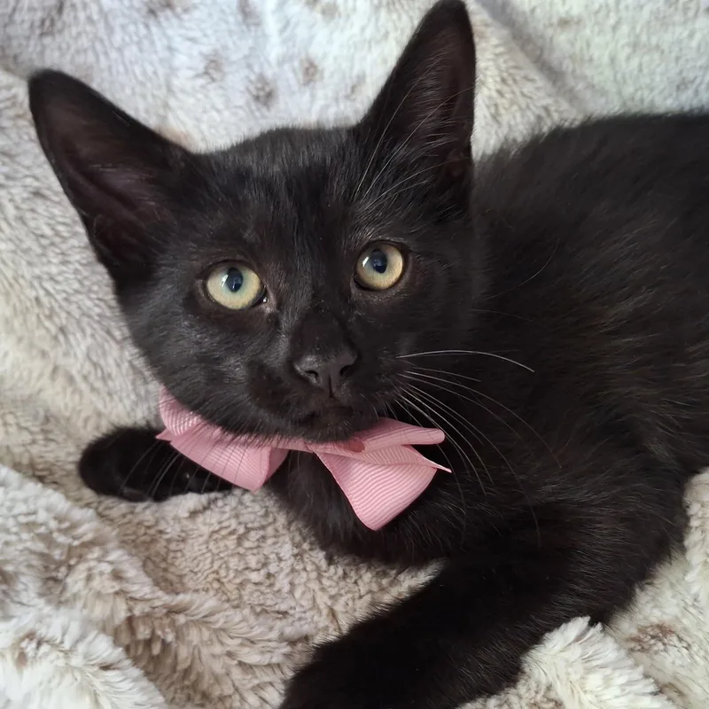 A baby small-sized female Black Domestic Short Hair cat named Ivy for adoption in Fullerton, CA