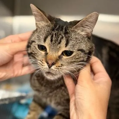 An adult medium-sized male Domestic Short Hair cat named Ivar for adoption in Cumming, GA