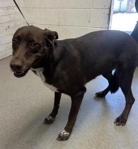 An adult large-sized female Labrador Retriever dog named Cookie for adoption in San Bernardino, CA