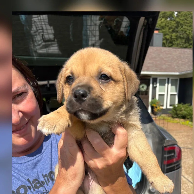 A baby medium-sized male Yellow / Tan / Blond / Fawn Labrador Retriever dog named Peanut Butter for adoption in Cordova, TN