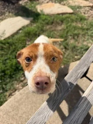 An adult small-sized female Rat Terrier dog named Daisy for adoption in Morton Grove, IL