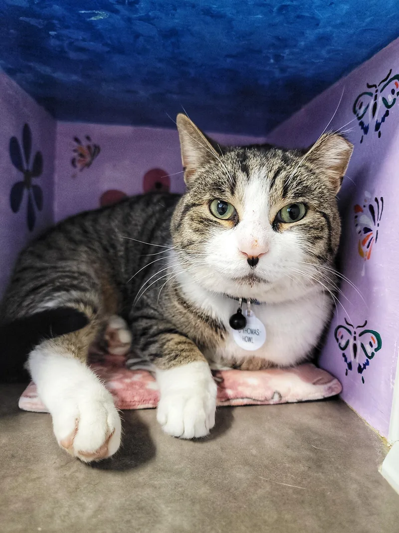 C. Thomas Howl thumbnail 2