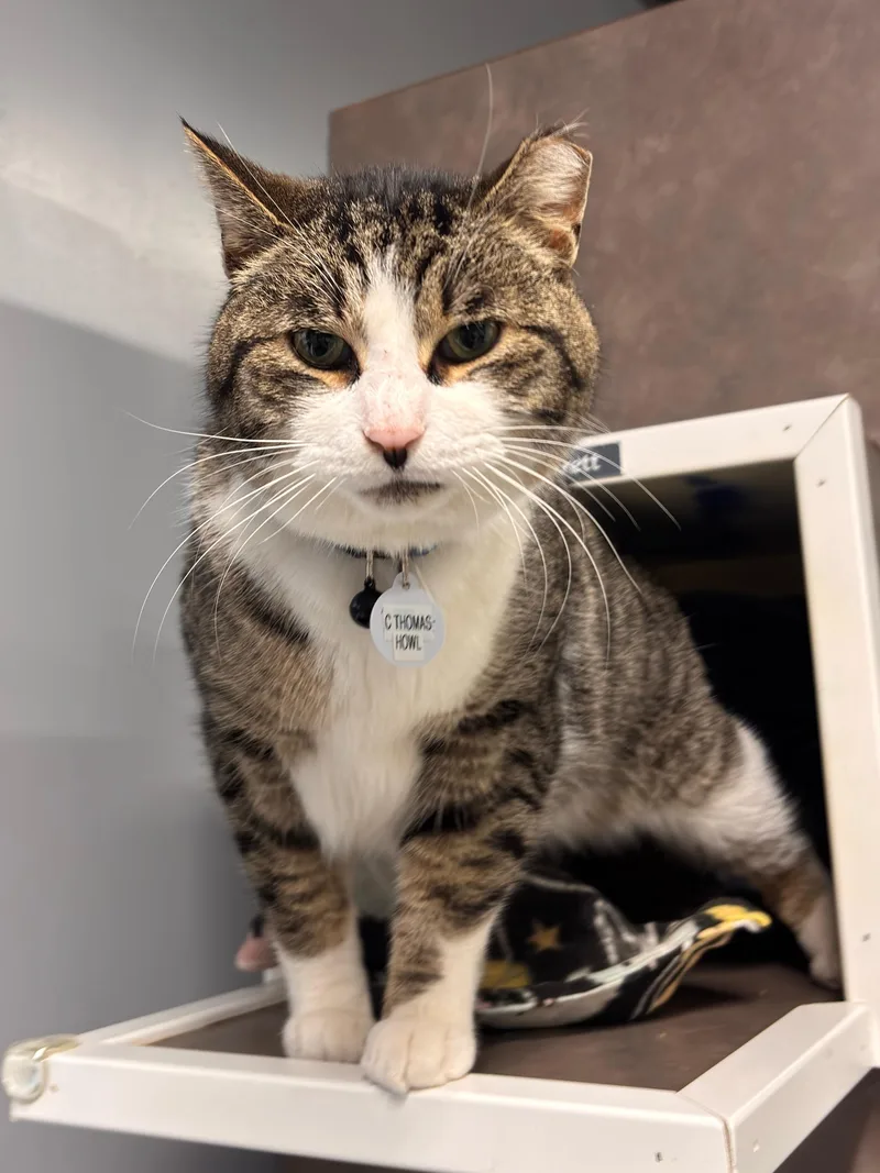 C. Thomas Howl thumbnail 3