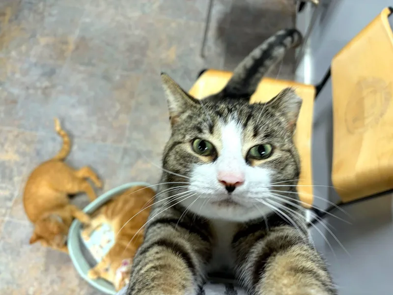 An adult large-sized male Tabby (Tiger Striped) Domestic Short Hair cat named C. Thomas Howl for adoption in Grand Rapids, MI