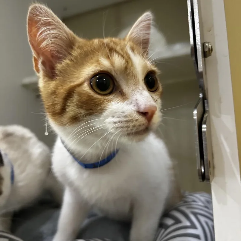 A baby small-sized male Orange / Red Domestic Short Hair cat named Keroppi for adoption in Chattanooga, TN