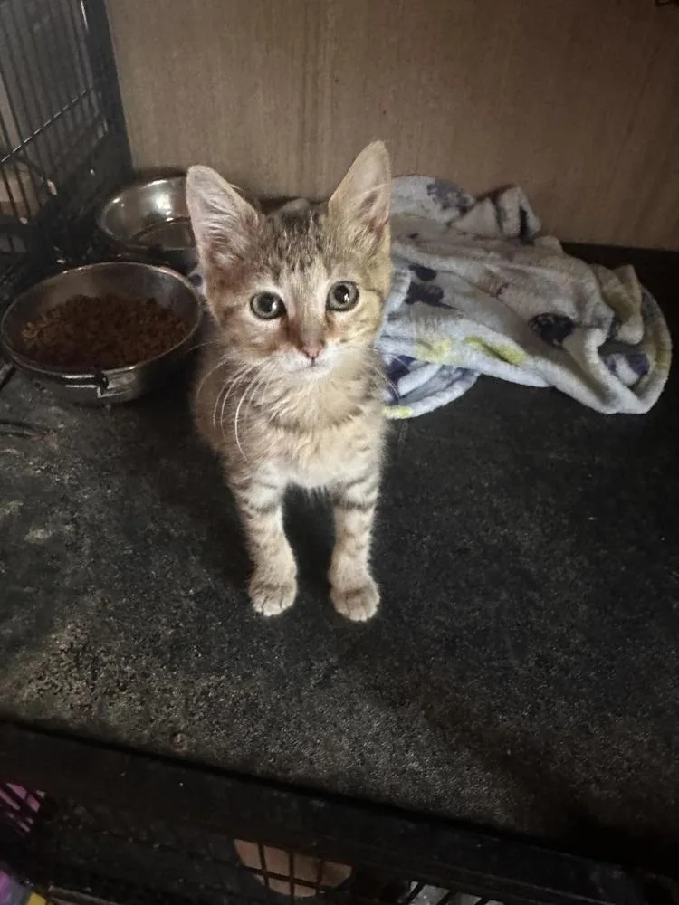 A baby small-sized female Domestic Short Hair cat named Honey for adoption in Lincoln Park, MI