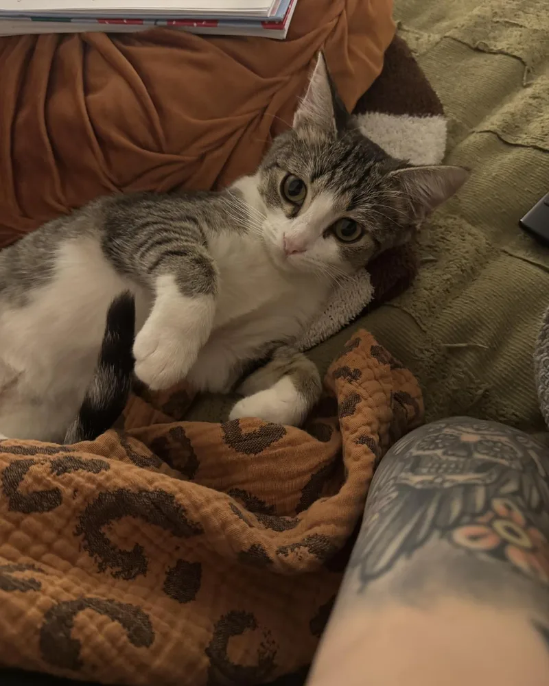 A baby small-sized female Gray / Blue / Silver Domestic Short Hair cat named Motley Mew for adoption in Chandler, AZ