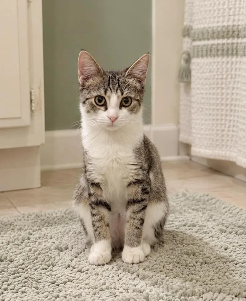Motley Mew thumbnail 2