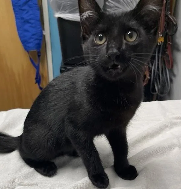 A baby small-sized female Domestic Short Hair cat named Opal for adoption in Escondido, CA