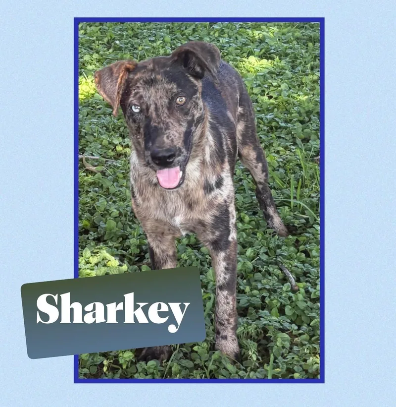 Sharkey  Tx