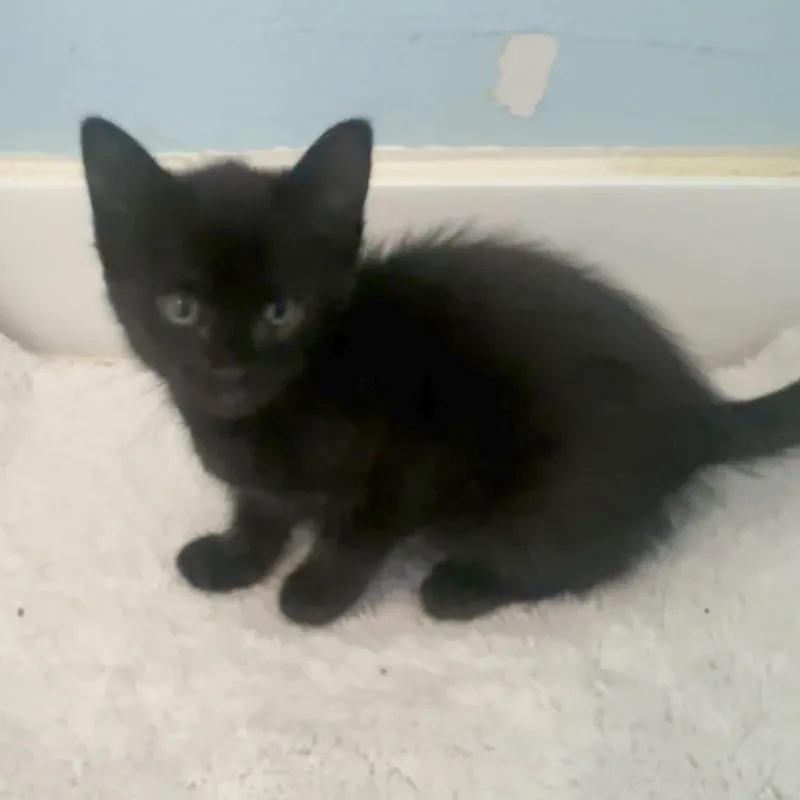 A baby small-sized female Black Domestic Short Hair cat named Wildflowers for adoption in Austin, TX