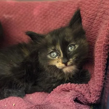 A baby small-sized female Domestic Short Hair cat named Fennec Shand for adoption in Westland, MI