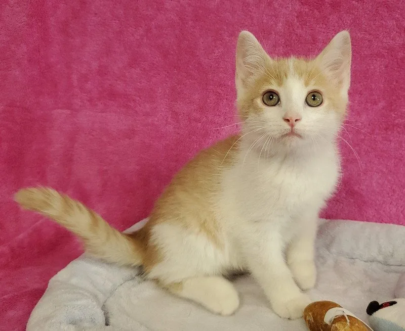 A baby large-sized male Domestic Short Hair cat named Pez for adoption in Greenville, IL