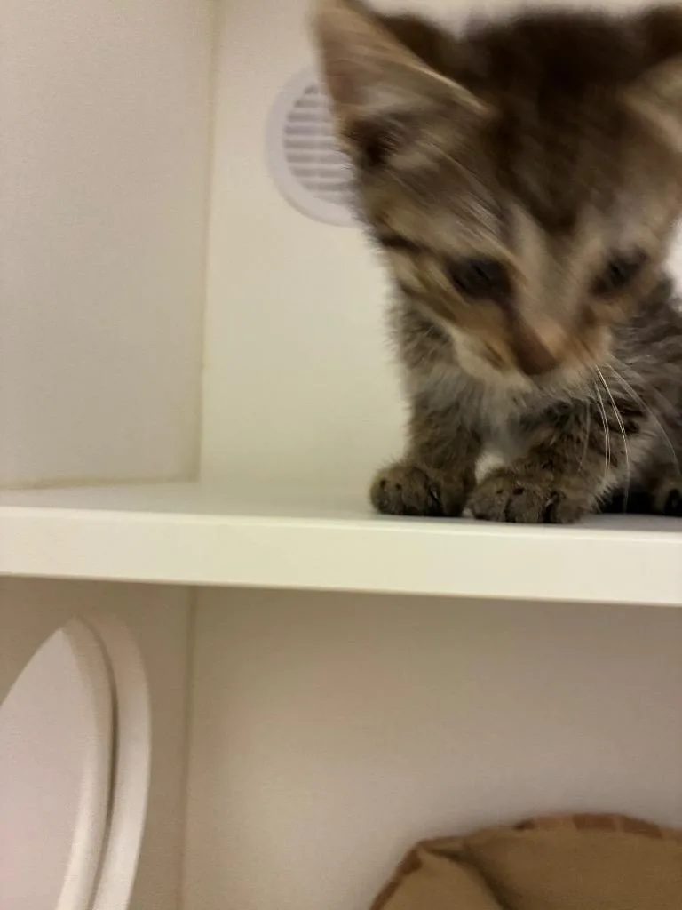 A baby large-sized male Domestic Short Hair cat named Tater for adoption in Oxford, NC