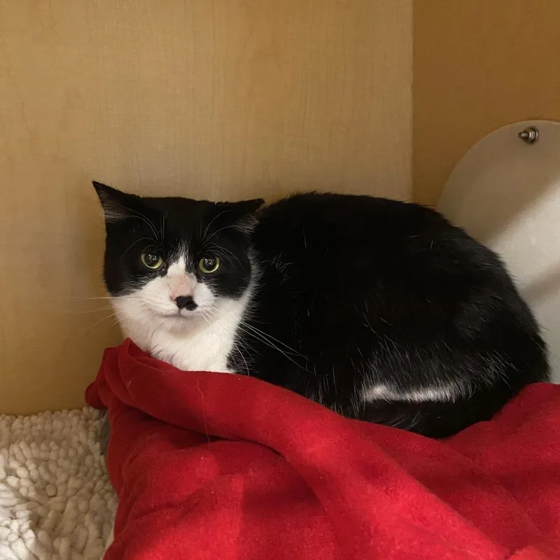 An adult large-sized male Black Domestic Short Hair cat named Marco for adoption in Washington Township, OH