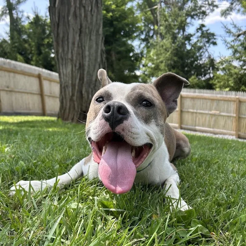 An adult medium-sized male Brown / Chocolate Mixed Breed dog named Gordo for adoption in Bangall, NY