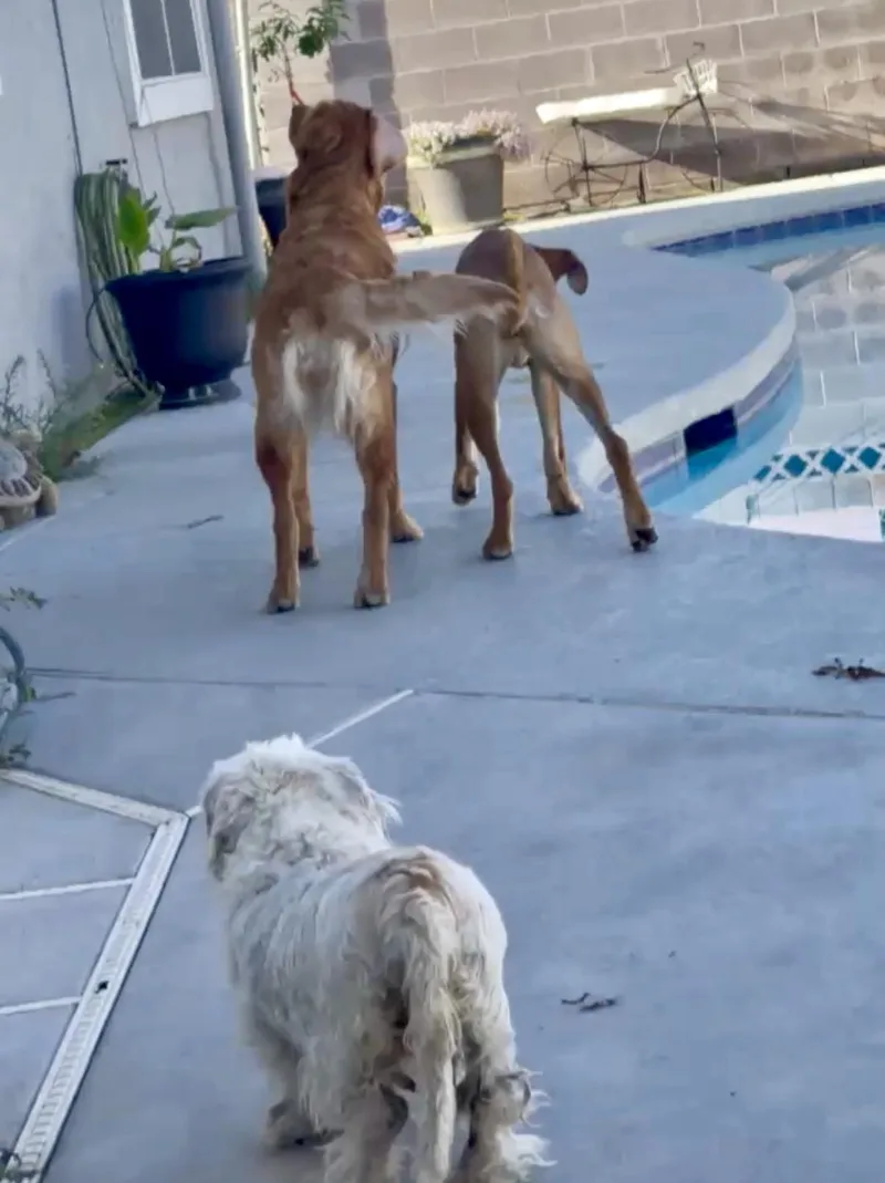 A young medium-sized female Rhodesian Ridgeback dog named Susie for adoption in Tarzana, CA