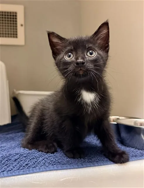 A baby small-sized male Domestic Short Hair cat named Azul for adoption in Statesville, NC