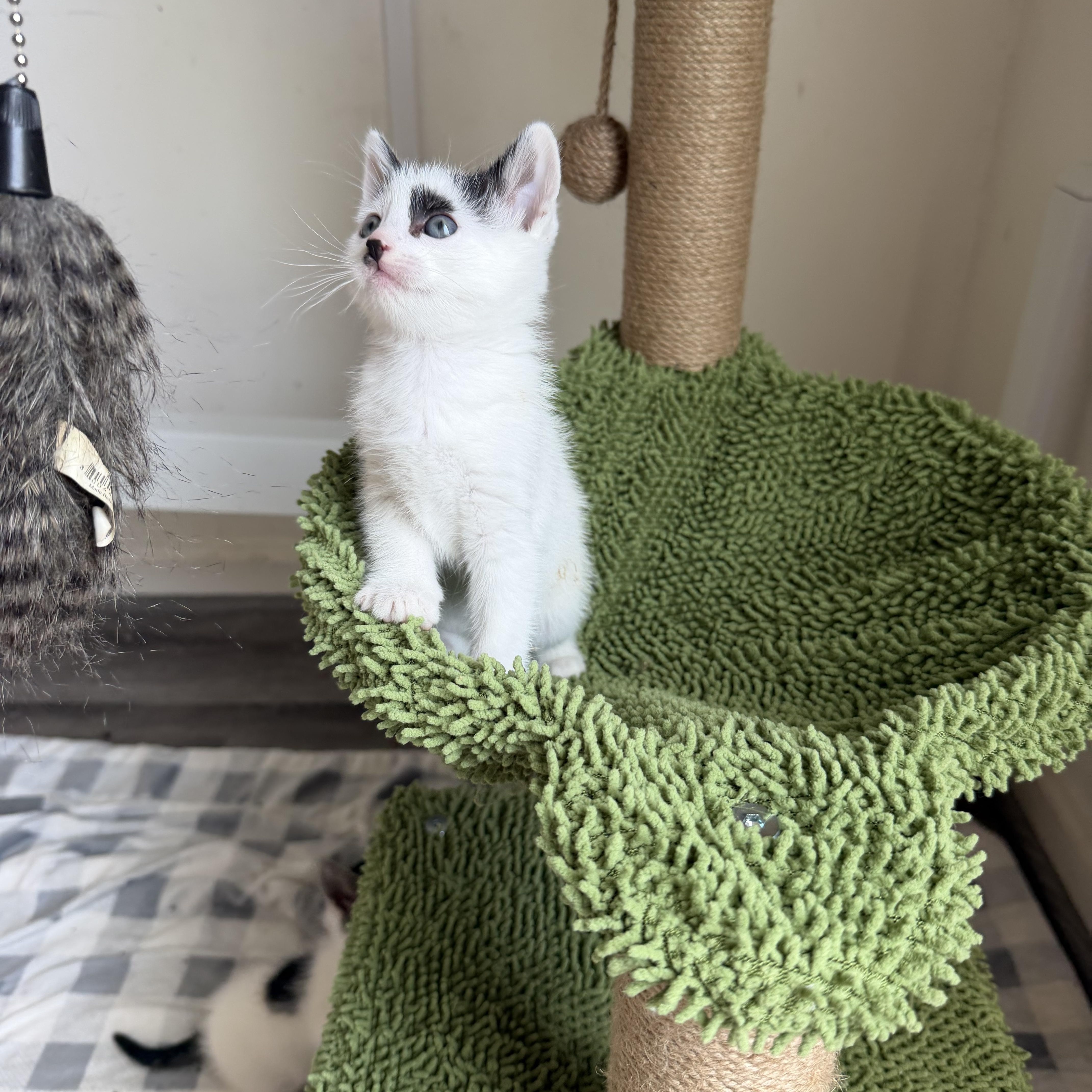 A baby medium-sized female Black & White / Tuxedo Domestic Medium Hair cat named Cookie Crisp & Cookie for adoption in Sacramento, CA