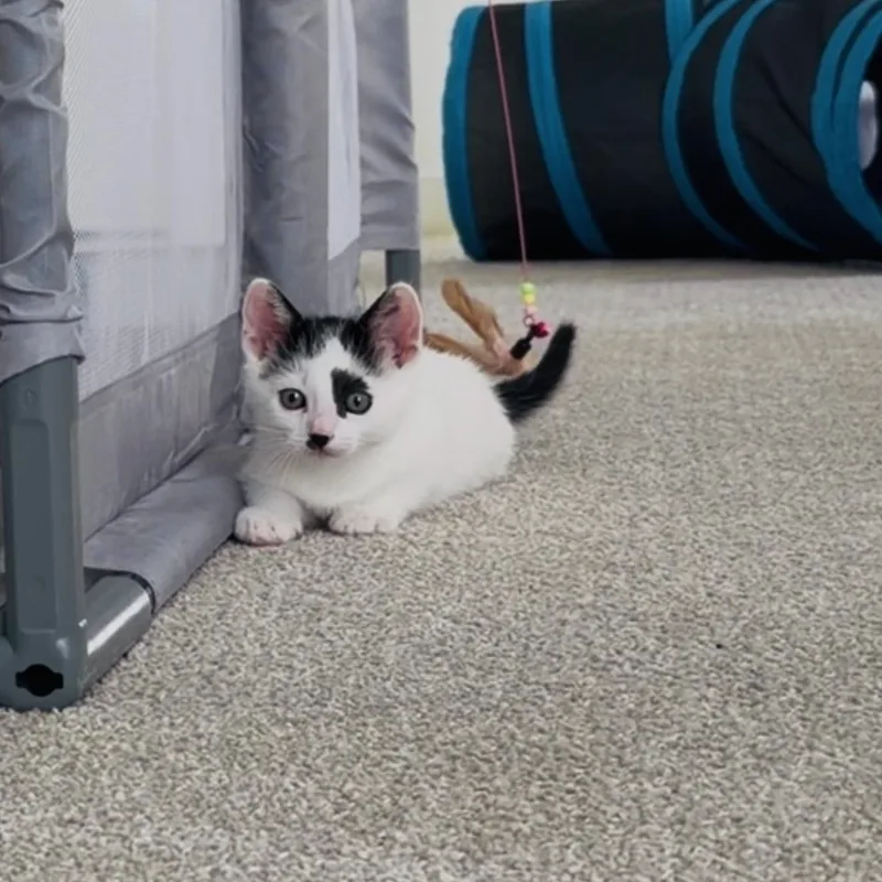 Cookie Crisp & Cookie thumbnail 3
