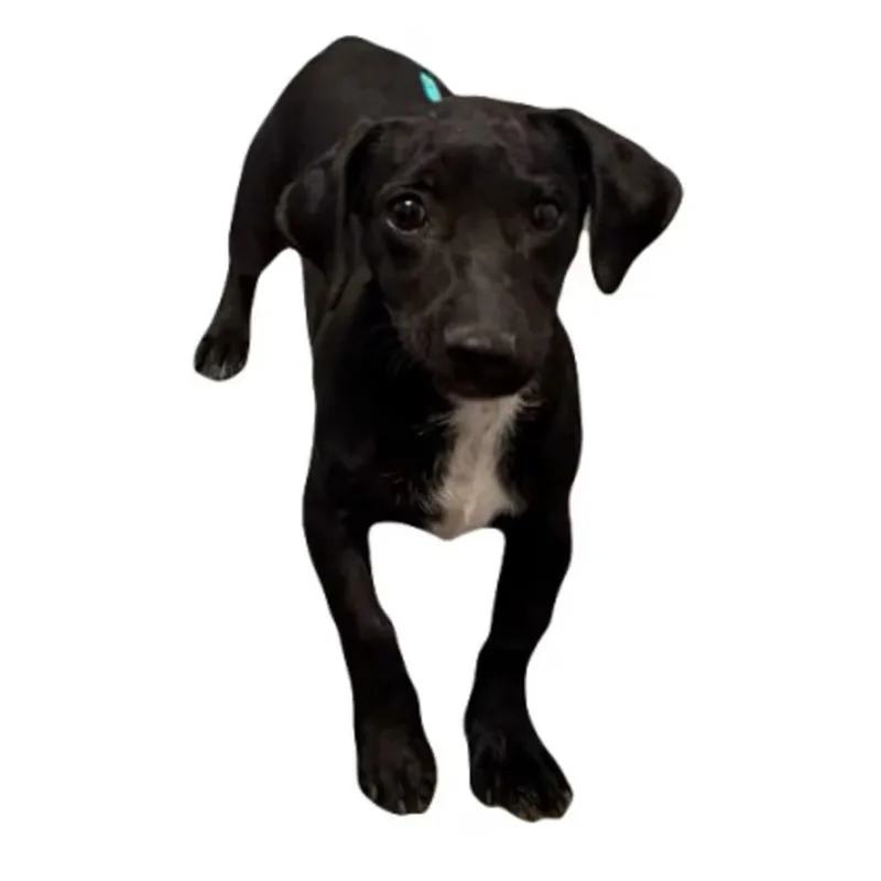 A young small-sized male Dachshund dog named Dynamite for adoption in Red Bluff, CA