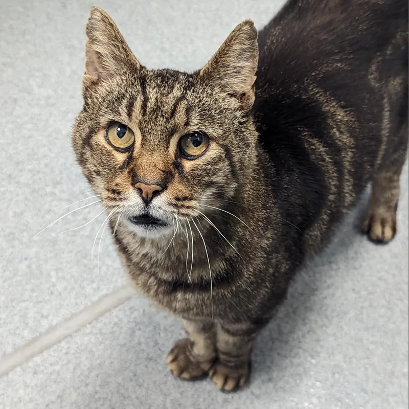 A young medium-sized male Domestic Short Hair cat named Aspero for adoption in New Castle, DE