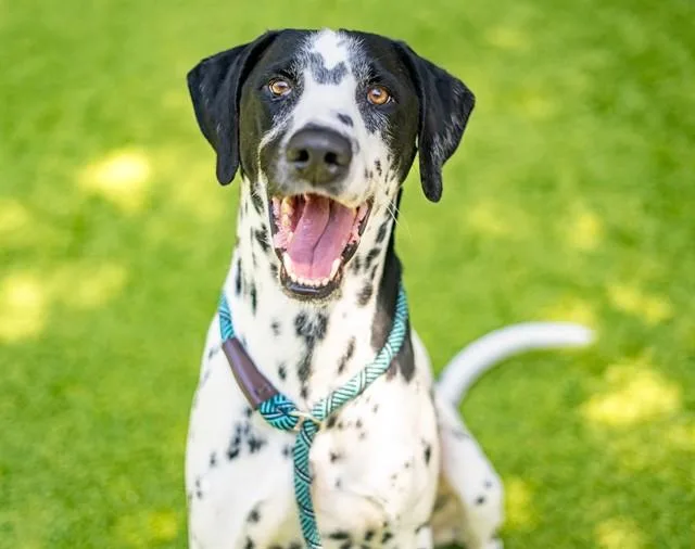 A young large-sized male Dalmatian dog named Judd for adoption in San Jose, CA