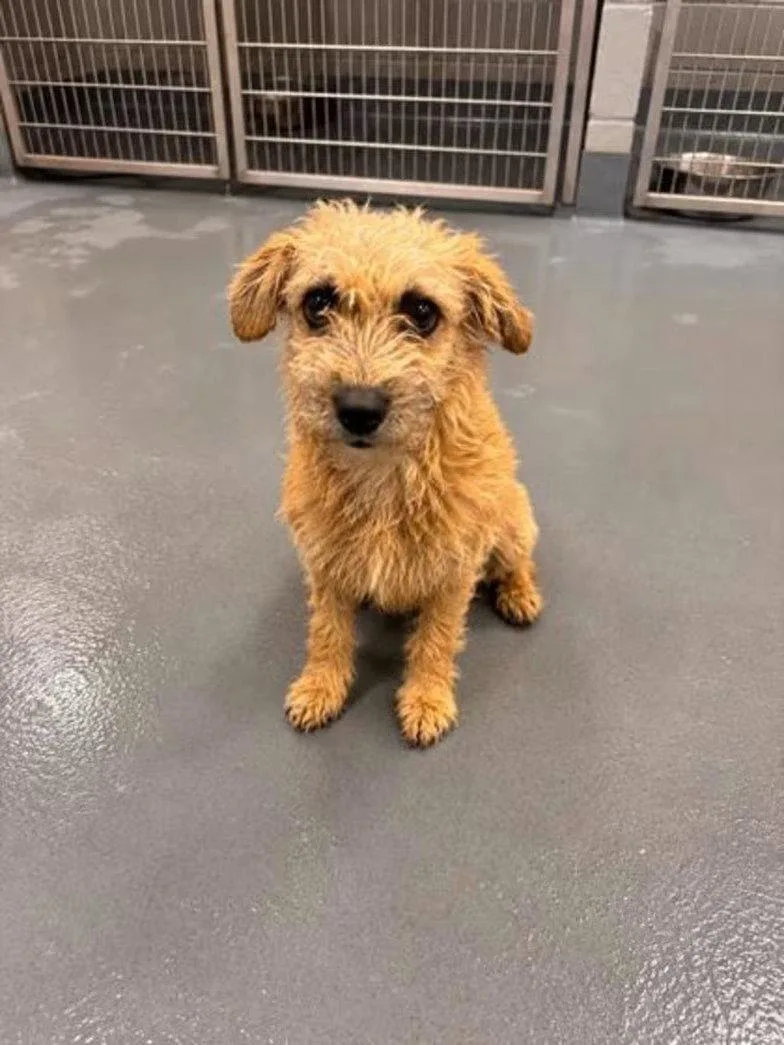 An adult small-sized male Terrier dog named Chicky Nugget for adoption in Alpharetta, GA